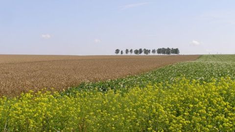 Les revenus des céréaliers au plus bas depuis 2009
