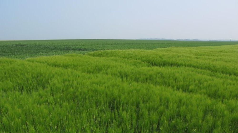 Caractéristiques des variétés d’orge de printemps disponibles pour 2015