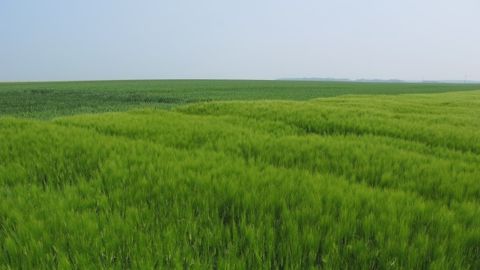 Caractéristiques des variétés d’orge de printemps disponibles pour 2015