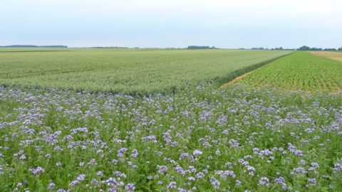 Concilier les besoins des abeilles mellifères et une agriculture durable