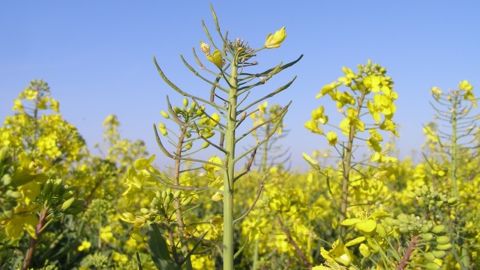 Perspectives de production de colza en baisse