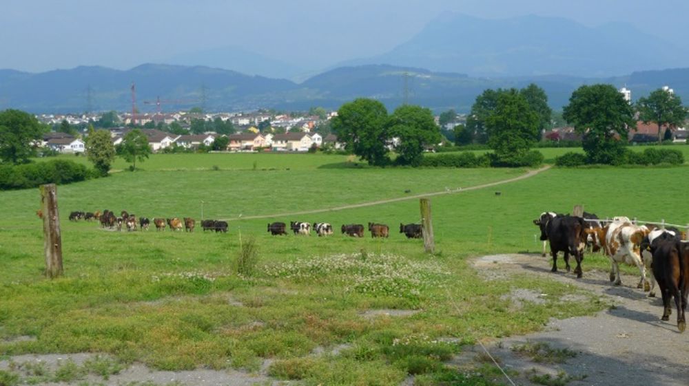 Leur système est simple, cohérent avec leurs idées et leur stratégie, et permet de bien vivre de la production laitière. (©Btpl/ Edf)