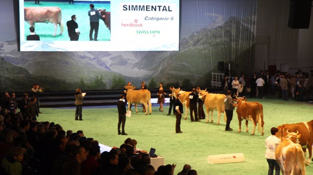 Palmarès du concours Simmental Palmarès du concours Simmental