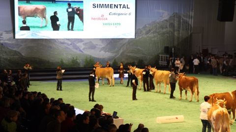 Palmarès du concours Simmental