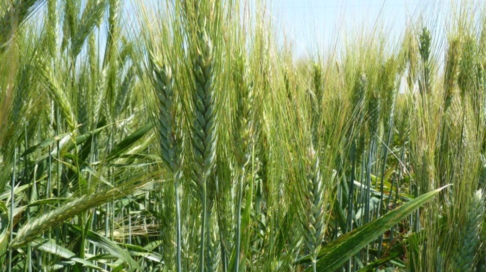 Fertilisation du blé dur : assurer un rendement et un taux de protéines élevés