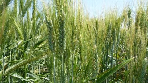 Fertilisation du blé dur : assurer un rendement et un taux de protéines élevés