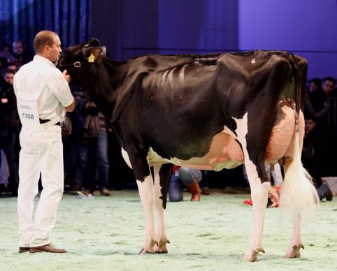 Galys-Vray, née au Gaec Vray Holstein en Loire Atlantique et championne Espoir l'an dernier à Lausanne.