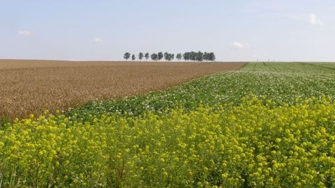 La Maec systèmes grandes cultures