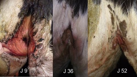 Exemples de plaies sur des animaux soignées avec du miel