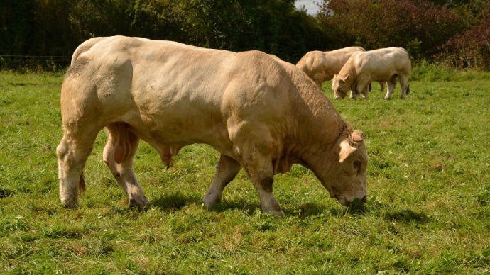 Vente de taureaux reproducteurs