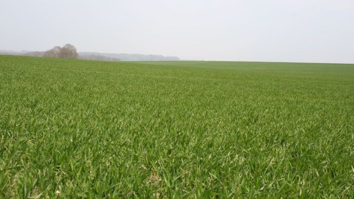 Parcelle de blé