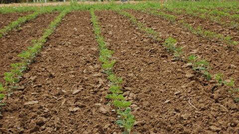 Inquiétudes sur la production de soja au Brésil