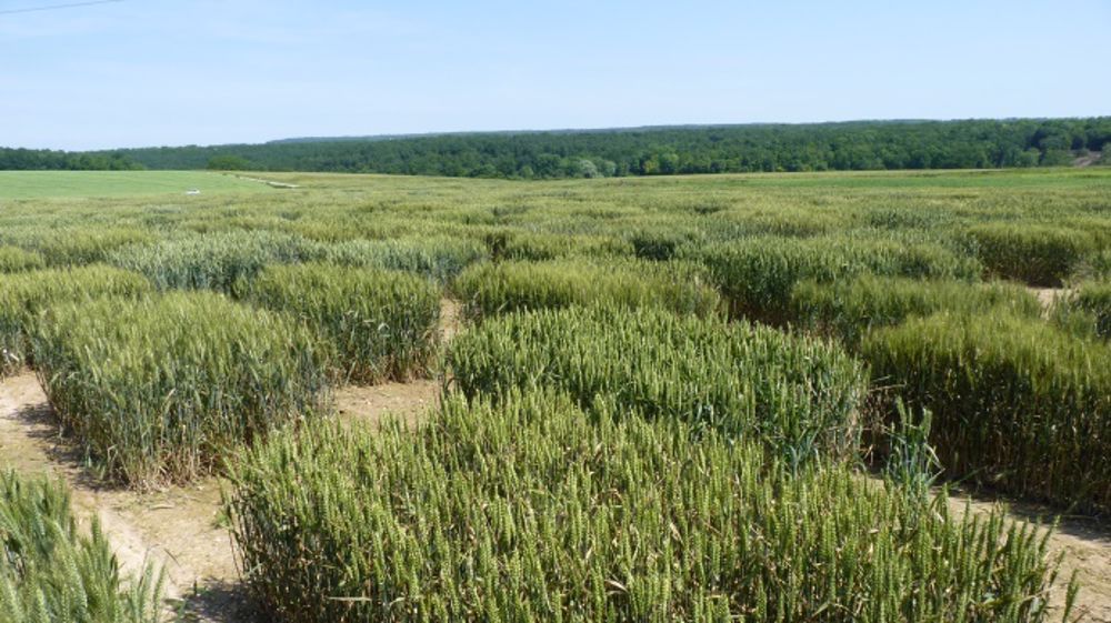 Comment sont utilisés les 70 centimes par tonne collectés sur vos céréales ?