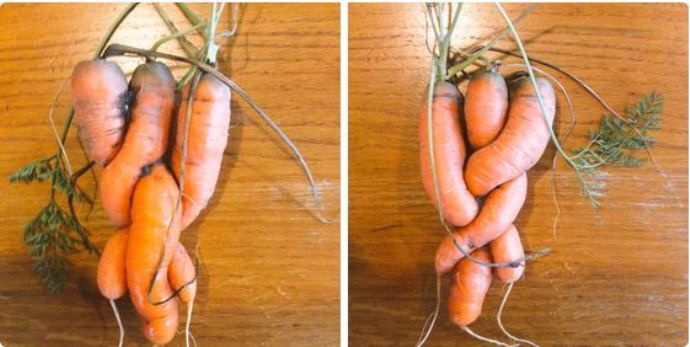 Carottes
