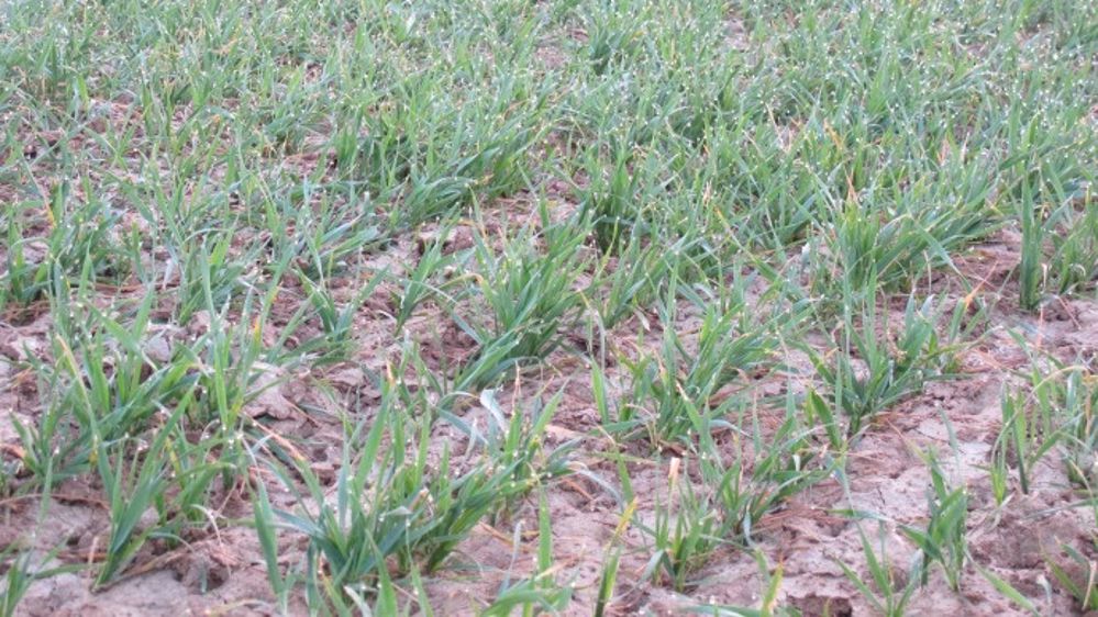 La vernalisation : un passage au froid des céréales nécessaire pour fleurir