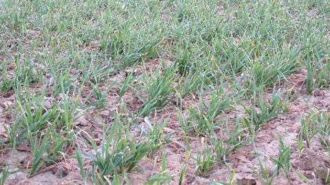 La vernalisation : un passage au froid des céréales nécessaire pour fleurir La vernalisation : un passage au froid des céréales nécessaire pour fleurir