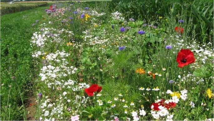 Associer performance économique et préservation de la biodiversité est une des ambitions majeures de l'Agro-écologie.