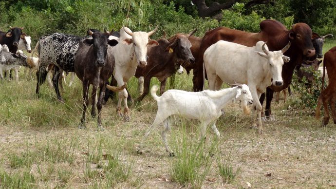 Bovins en afrique