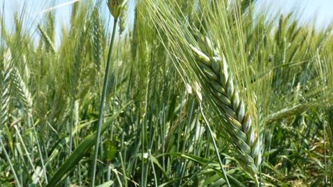 La France veut doubler sa production d'ici 10 ans