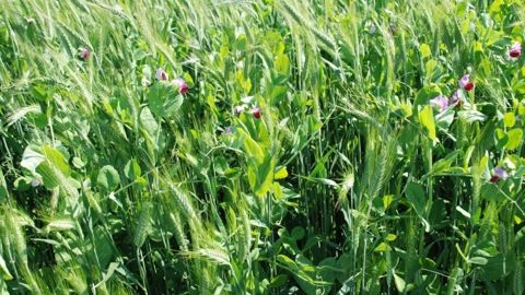 Les mélanges de Cipan ont un intérêt agronomique Les mélanges de Cipan ont un intérêt agronomique