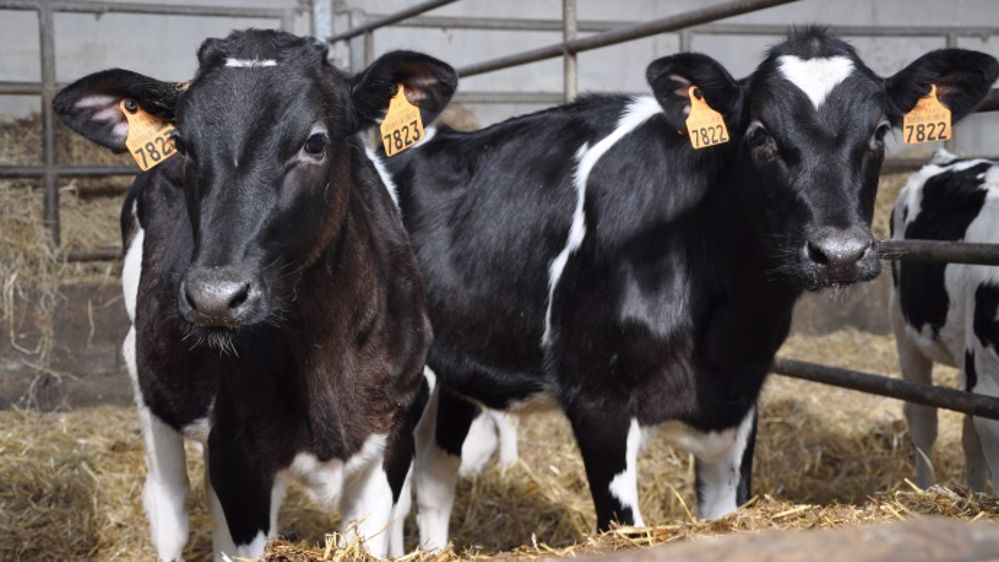 Le Gds Bretagne apporte son expertise à Eylips pour Délèg’Génisses