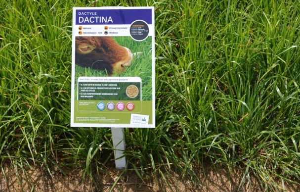 Dactina Semances de France