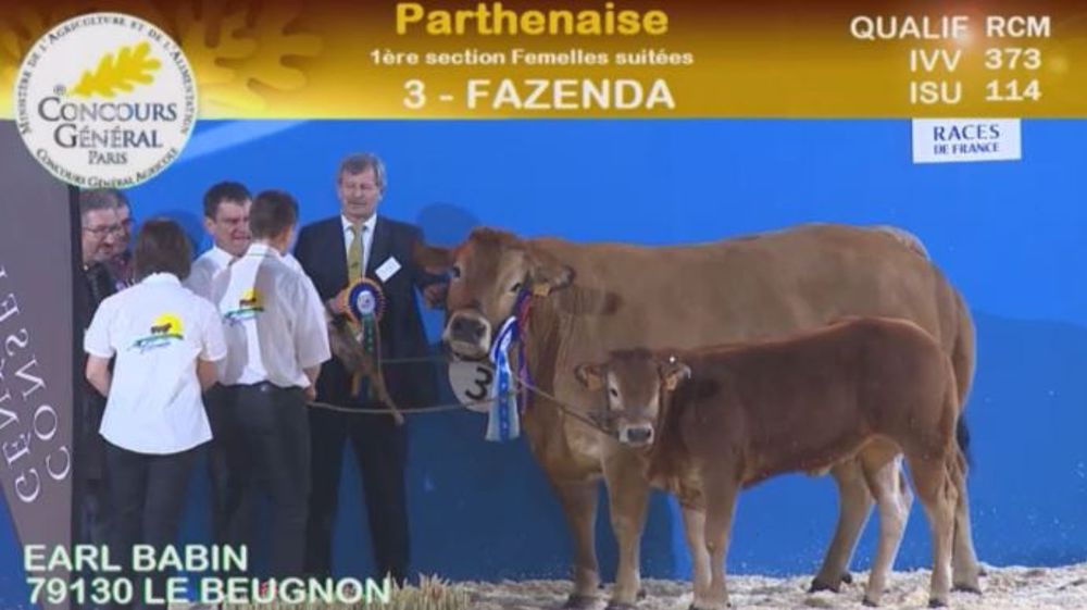 Hergé et Fazenda, les deux champions de la race parthenaise