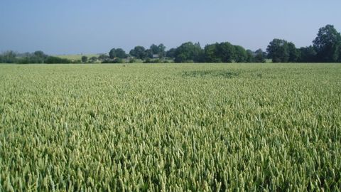 Une nouvelle classification des blés tendres en quatre catégories