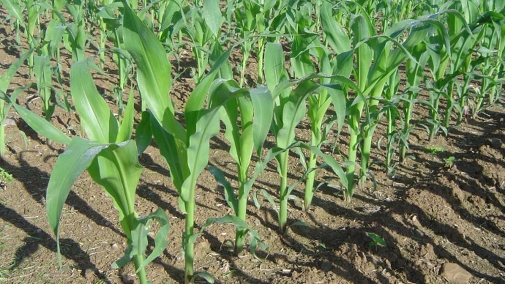 Réduction des perspectives de production de maïs dans l'hémisphère sud