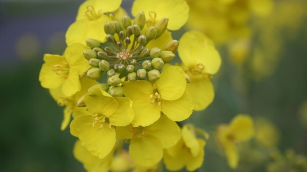 Le géant de l'industrie phyto inscrit sa première variété, le colza InV1010