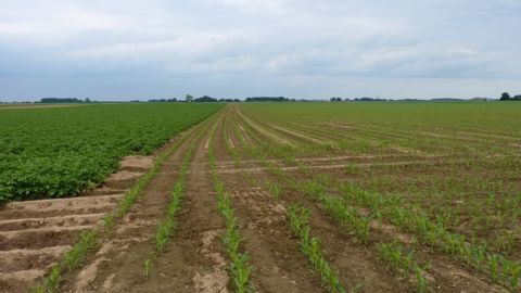 Avec Beloukha, le biocontrôle investit le marché des herbicides