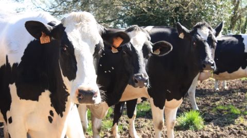 Troupeau éligible à l'aide aux vaches laitières. (©Terre-net Média) Troupeau éligible à l'aide aux vaches laitières. (©Terre-net Média)
