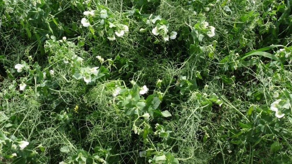  (©Terre-net Média)