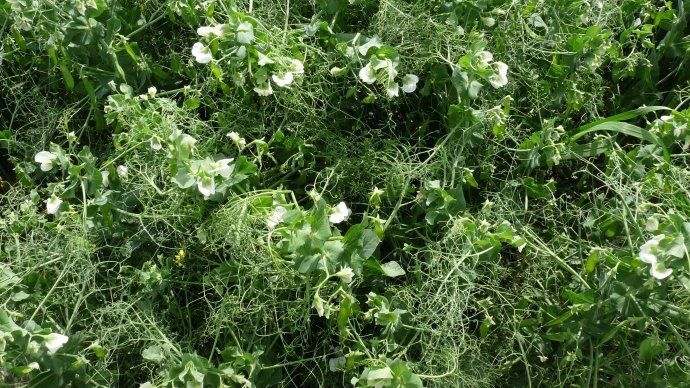 culture de pois protéagineux