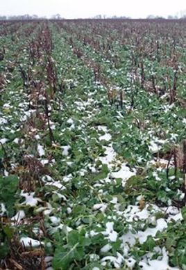 La féverole, plante compagne du colza, est généralement détruite par le gel au cours de l'hiver.