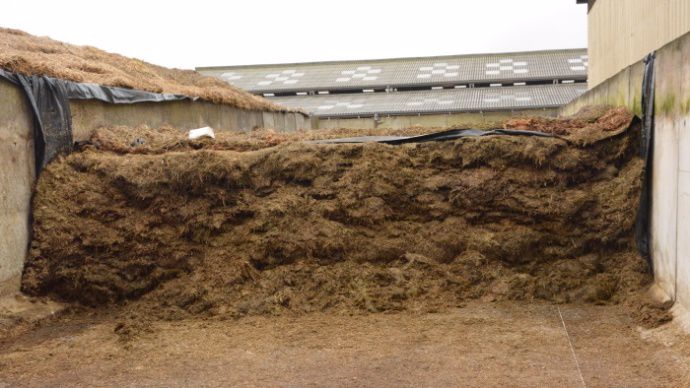 ensilage de luzerne