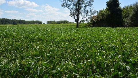 La Fop, en tournée française, annonce une restructuration de la filière