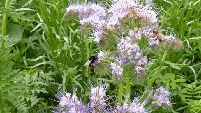 Abeille et bourdon en jachère fleurie.