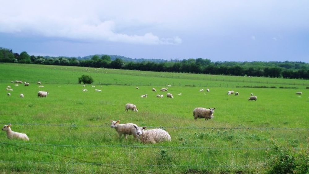 Fédération nationale ovine : « pagaille administrative et cacophonie »