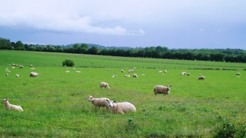 Fédération nationale ovine : « pagaille administrative et cacophonie »