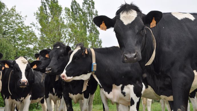 Vaches laitières