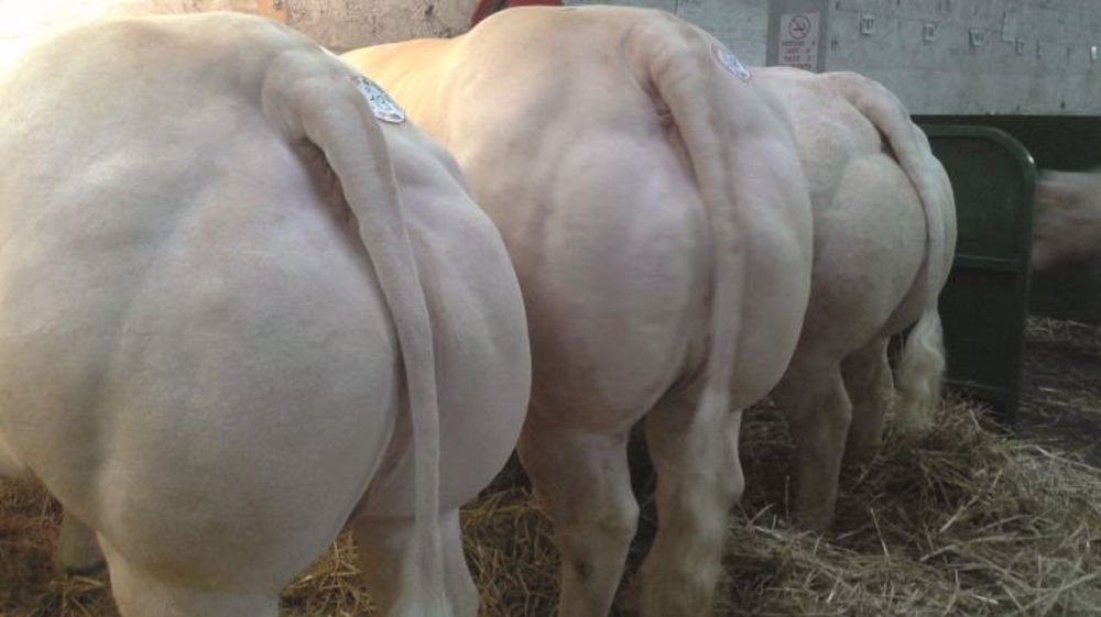 A Feurs - Satisfaction en Charolais et une qualité améliorée en Limousins A Feurs - Satisfaction en Charolais et une qualité améliorée en Limousins