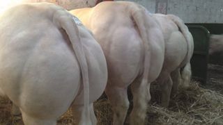 A Feurs - Satisfaction en Charolais et une qualité améliorée en Limousins A Feurs - Satisfaction en Charolais et une qualité améliorée en Limousins