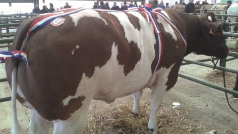 A Rouen - Le nec plus ultra des animaux du quart nord-ouest de la France A Rouen - Le nec plus ultra des animaux du quart nord-ouest de la France