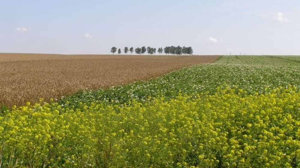 Météo et exportations plombent le blé, le maïs monte et le soja se tasse