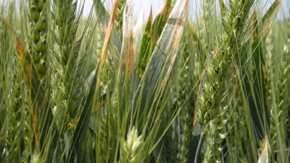 Le folpel contre la septoriose et les rouilles des céréales