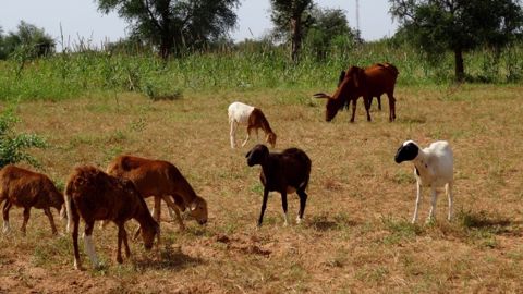 Campagne mondiale pour l'éradication de la peste des petits ruminants