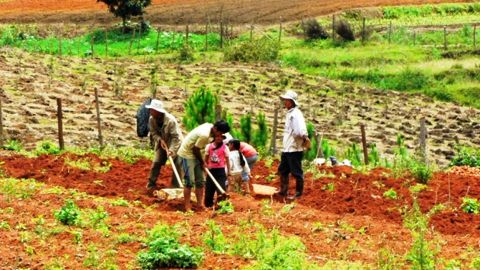 La surface moyenne des exploitations agricoles n'excède pas quelques ares. (©Terre-net Média.)