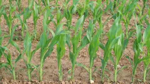 Aux Etats-Unis, les intentions de semis de maïs sont supérieures aux attentes à plus de 36 millions d'hectares pour l'année en cours. (©Terre-net Média)