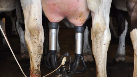 + 37 €/t aux Pays-Bas : une première éclaircie après des mois de baisse + 37 €/t aux Pays-Bas : une première éclaircie après des mois de baisse
